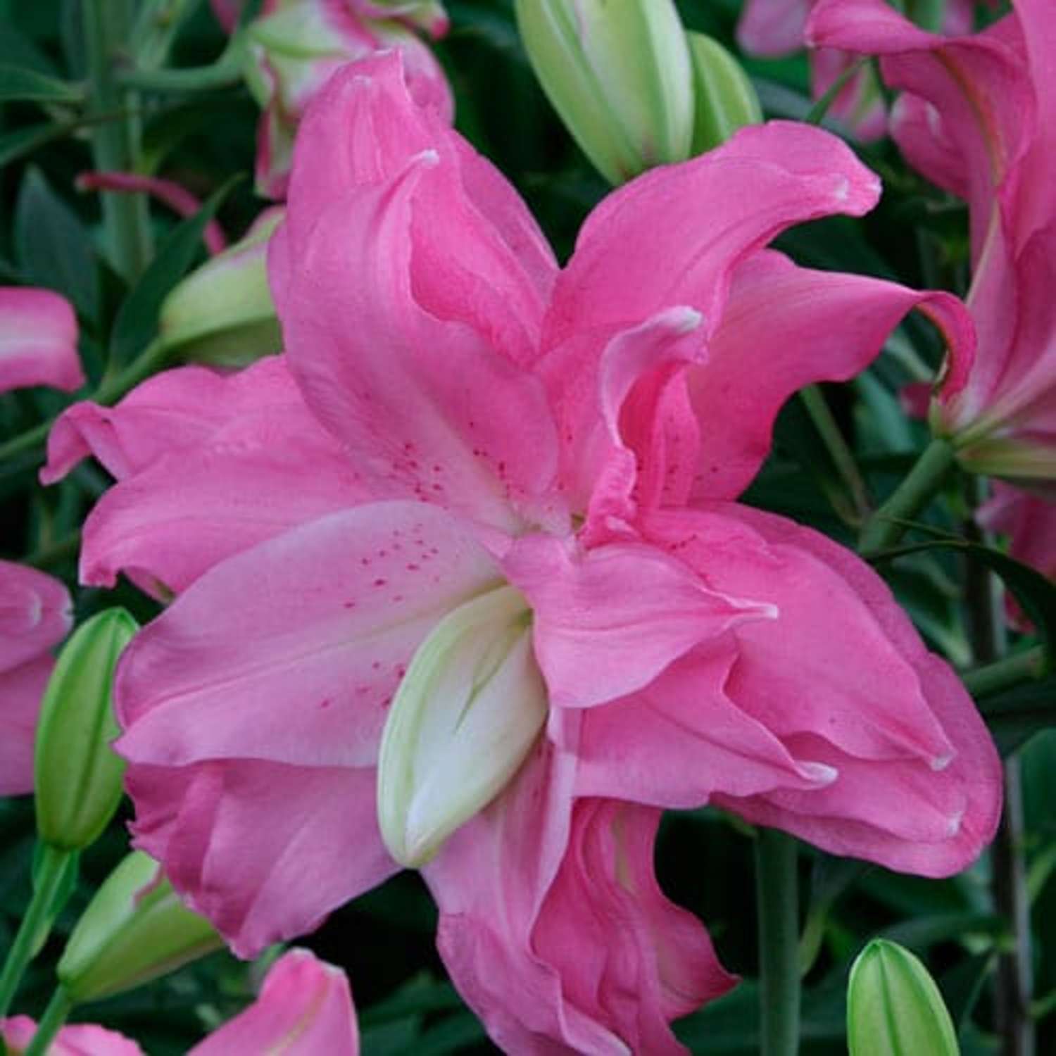 Lilja 'Lotus Joy'
